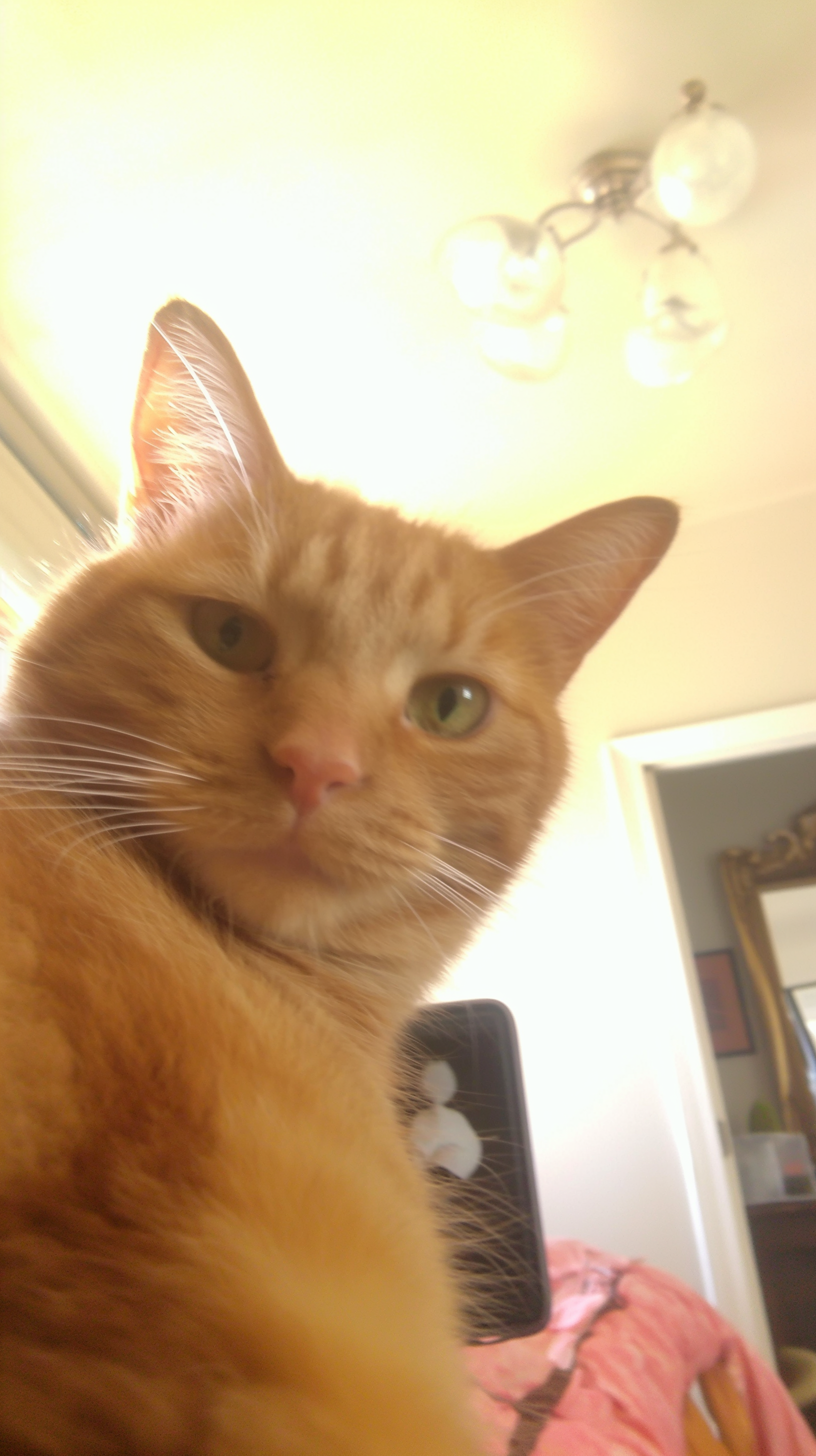 Photo taken from a phone of an orange cat in a room